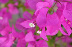 A blast of bougainvillea